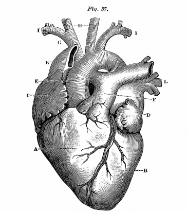Anatomy-Heart-Images-Vintage-GraphicsFairy